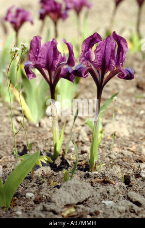 Nana (iris Iris pumila) chiamato anche la nana in miniatura barbuto iris Foto Stock