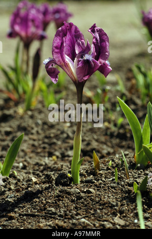 Nana (iris Iris pumila) chiamato anche la nana in miniatura barbuto iris Foto Stock
