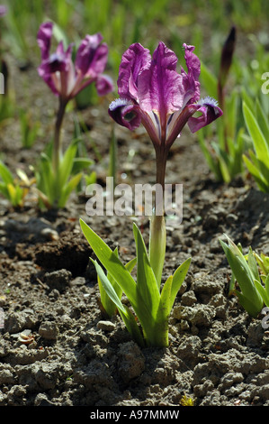 Nana (iris Iris pumila) chiamato anche la nana in miniatura barbuto iris Foto Stock