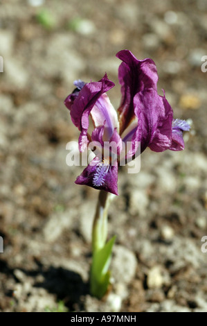 Nana (iris Iris pumila) chiamato anche la nana in miniatura barbuto iris Foto Stock