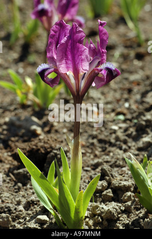 Nana (iris Iris pumila) chiamato anche la nana in miniatura barbuto iris Foto Stock