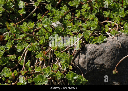 Dragon's sangue (Sedum spurium Sedum) chiamato anche a due ranghi Stonecrop Foto Stock