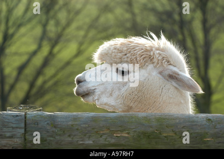 Alpaca a Tenbury Wells Worcestershire, Regno Unito Foto Stock