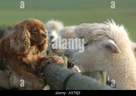 Alpaca a Tenbury Wells Worcestershire, Regno Unito Foto Stock