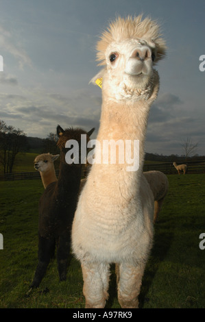 Alpaca a Tenbury Wells Worcestershire, Regno Unito Foto Stock