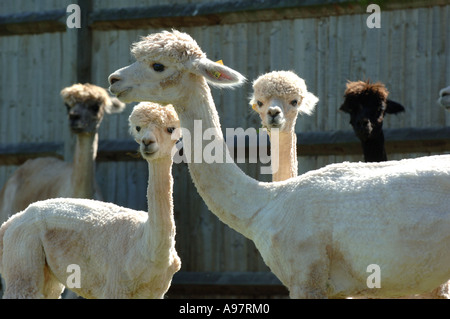 Alpaca a Tenbury Wells Worcestershire, Regno Unito Foto Stock