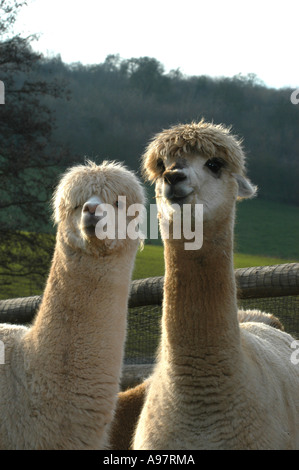 Alpaca a Tenbury Wells Worcestershire, Regno Unito Foto Stock