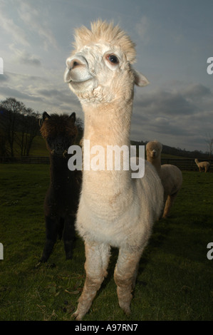 Alpaca a Tenbury Wells Worcestershire, Regno Unito Foto Stock