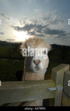 Alpaca a Tenbury Wells Worcestershire, Regno Unito Foto Stock