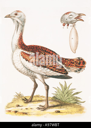 Otis tarda grande bustard Foto Stock