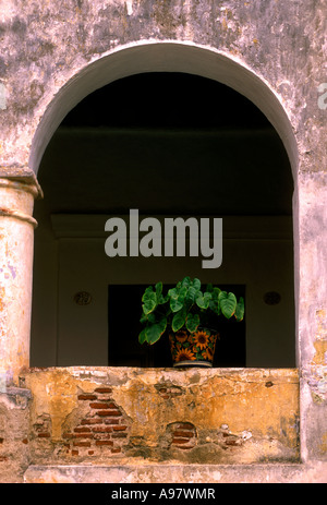 Vaso di fiori, patio, cortile, Hotel Camino Real, hotel, ex-monastero, ex-convento, Oaxaca de Juarez, Oaxaca, Stato di Oaxaca, Messico Foto Stock