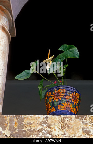 Vaso di fiori, patio, cortile, Hotel Camino Real, hotel, ex-monastero, ex-convento, Oaxaca de Juarez, Oaxaca, Stato di Oaxaca, Messico Foto Stock