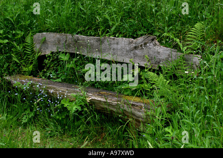 Rustico panca di legno nascosta nel giardino sovradimensionate fogliame Foto Stock