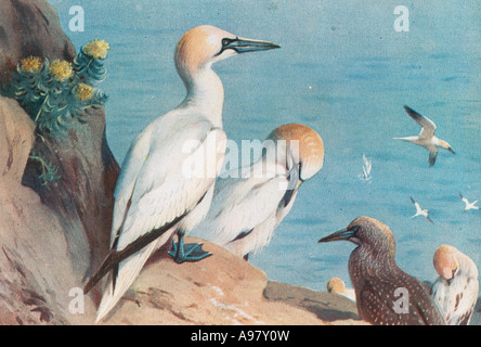 Morus bassanus northern gannet Foto Stock