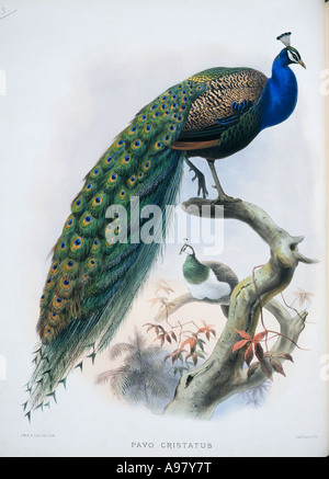 Pavo cristatus peafowl indiano Foto Stock