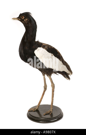 Houbaropsis bengalensis florican del Bengala Foto Stock