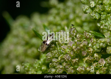 Comune Flower bug Anthocoris nemorum caccia THRIP su Angelica Flower, Angelica archangelica, Galles, UK. Foto Stock