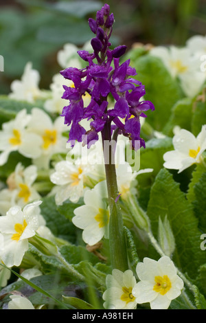 Orchidea viola precoce, Orchis mascula, con primule, Primula vulgaris, Galles, Regno Unito. Foto Stock