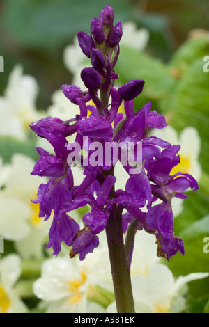 Orchidea viola, Orchis mascula con primule, Primula vulgaris, Galles, Regno Unito. Foto Stock