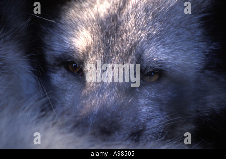 Un Arctic Fox (Vulpes vulpes lagopus) rannicchiò nella sua coda soffici guardando in lontananza Foto Stock