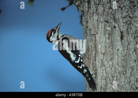 Il novellame di picchio rosso maggiore, noto anche come Pied picchio rosso maggiore (Dendropcopos major). Foto Stock