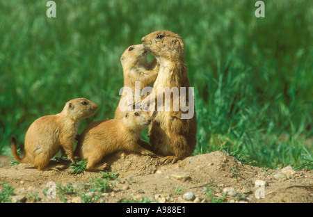 Coda nero cane della prateria gruppo di famiglia Foto Stock