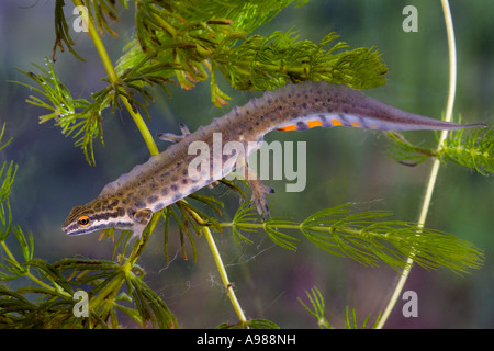 Comune di tritone liscia (Triturus vulgaris) nel laghetto in giardino Gamlingay Cambs Foto Stock