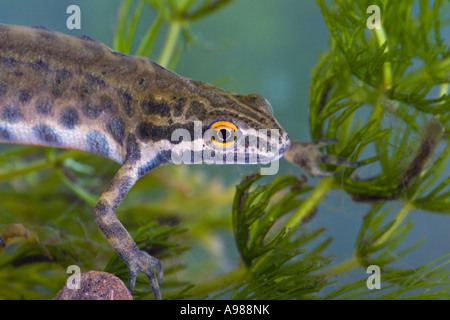 Maschio liscia comune newt (Triturus vulgaris) close up che mostra la testa e occhio del laghetto in giardino Gamlingay Cambs Foto Stock