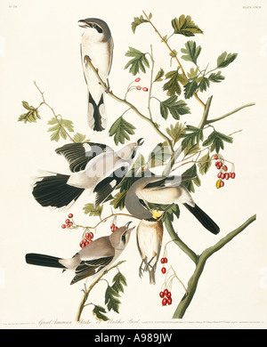 Lanius excubitor grande grigio shrike Foto Stock