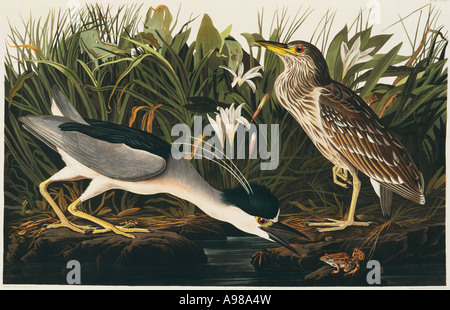 Nycticorax nycticorax black incoronato nitticora Foto Stock