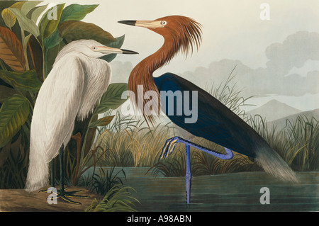 Rufescens Egretta garzetta rossastra Foto Stock