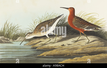 Calidris ferruginea curlew sandpiper Foto Stock