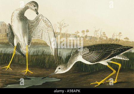 Tringa melanoleuca yellowlegs maggiore Foto Stock