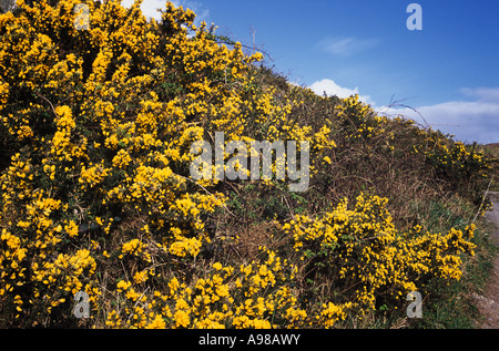 Gorse (Ulex), il Monte Gabriel in West Cork, Irlanda Foto Stock