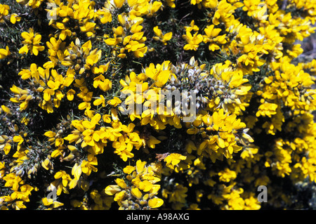 Gorse (Ulex), il Monte Gabriel in West Cork, Irlanda Foto Stock