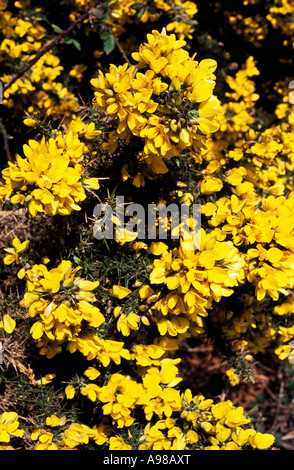 Gorse (Ulex), il Monte Gabriel in West Cork, Irlanda Foto Stock