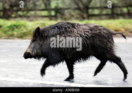 Un cinghiale sulla rampage in North Devon che corre lungo la B3227 in una offerta per la libertà Foto Stock