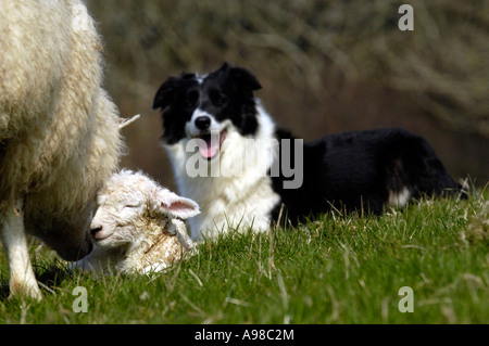 Sheepdog al lavoro durante la stagione figliando nr Mortehoe, devon Foto Stock