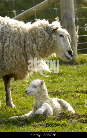 Un agnello e di pecora durante la stagione figliando Foto Stock