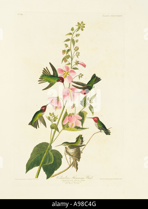 Calypte anna Anna's hummingbird Foto Stock