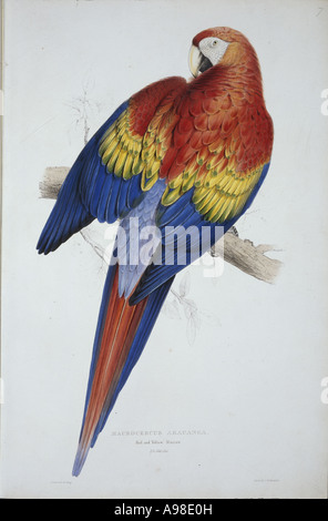 Ara macao scarlet macaw Foto Stock