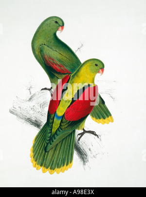 Aprosmictus erythropterus red parrot alato Foto Stock