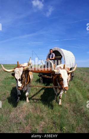 Buoi e carro coperto lungo la Oregon Trail, Rock Creek Station State Historical Park di S.E. Il Nebraska. L'estate. Foto Stock