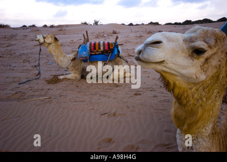 Due cammelli sulla spiaggia di città costiera di essaouira marocco Africa del Nord in appoggio prima del prossimo giro turistico Foto Stock