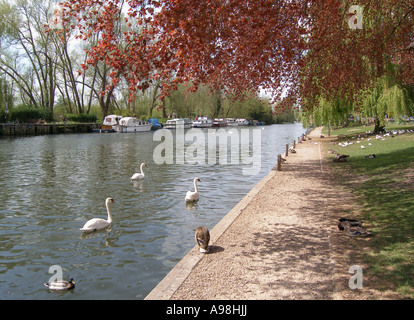 Il Parco Nazionale Broads del Norfolk, Fiume y vengono dal fiume Verde a Thorpe St Andrew, Norwich, Norfolk, Inghilterra, Regno Unito, Gran Bretagna Foto Stock