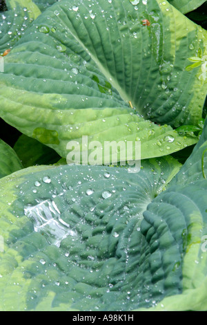 Le foglie di voluttuoso Hosta Francesco Williams dopo una doccia a pioggia in Maggio Foto Stock