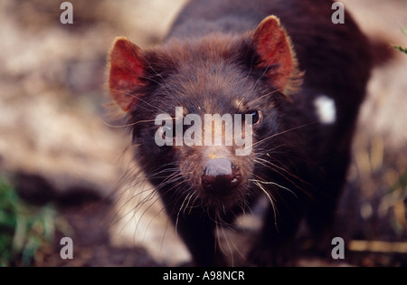 Diavolo della Tasmania, Tasmania, Australia Foto Stock