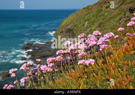 La parsimonia o mare rosa fioritura in sole di primavera sulle rupi costiere di Cornovaglia,Inghilterra Foto Stock