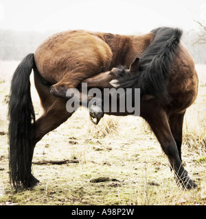 Horse nuzzling del proprio di quarti posteriori di giocare a nascondino Foto Stock