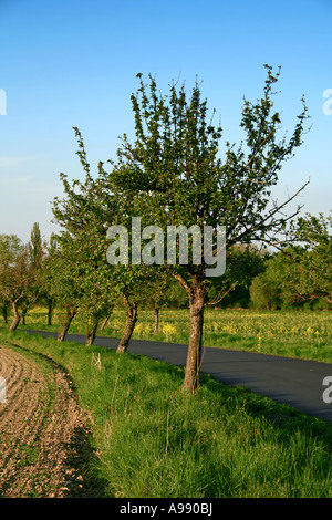 Strada rurale costeggiata da giovani alberi da frutto in primavera, che si snoda attraverso la verde campagna sotto il cielo azzurro Foto Stock